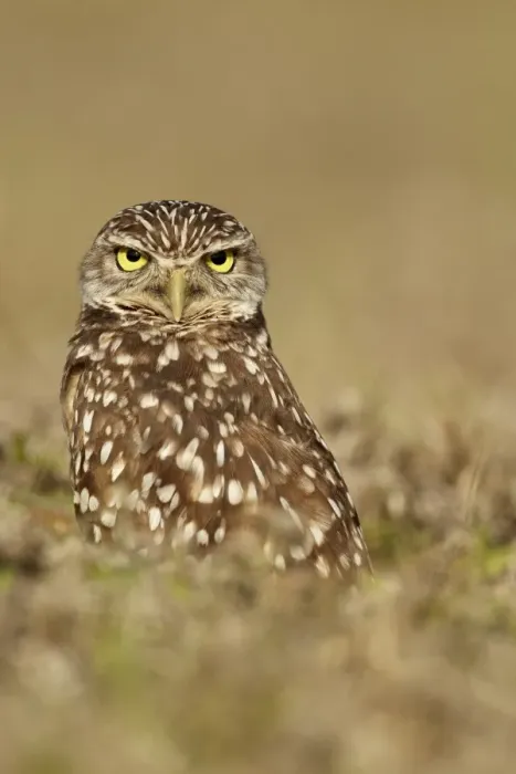 Framed Print : Burrowing Owl (Speotyto cunicularia) adult, in direct stare, standing in hollow near burrow, Cape Coral, Florida Framed Print : Burrowing Owl (Speotyto cunicularia) adult, in direct stare, standing in hollow near burrow, Cape Coral, Florida