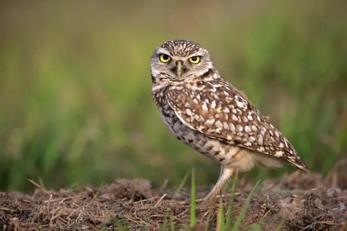 Framed Print : Burrowing Owl (Speotyto cunicularia) adult, standing near burrow entrance, Cape Coral, Florida, U. S. A. March Framed Print : Burrowing Owl (Speotyto cunicularia) adult, standing near burrow entrance, Cape Coral, Florida, U. S. A. March