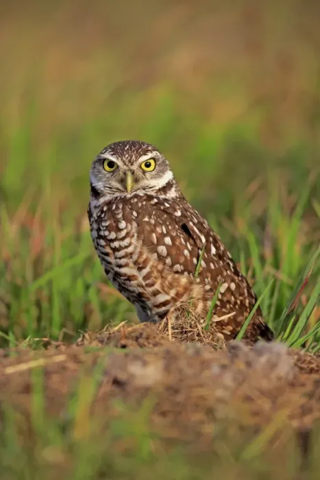 Framed Print : Burrowing Owl (Speotyto cunicularia) adult, standing near burrow entrance, Cape Coral, Florida, U. S. A. March Framed Print : Burrowing Owl (Speotyto cunicularia) adult, standing near burrow entrance, Cape Coral, Florida, U. S. A. March
