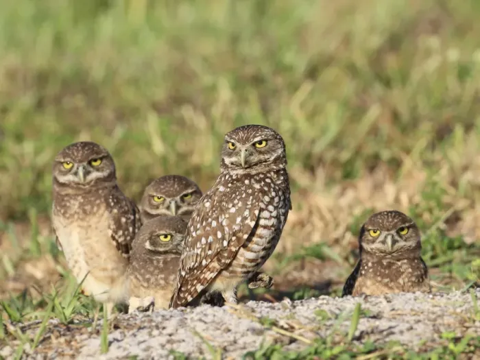 Framed Print : Burrowing Owl (Speotyto cunicularia) adult and chicks, standing at burrow entrance, Florida, U. S. A