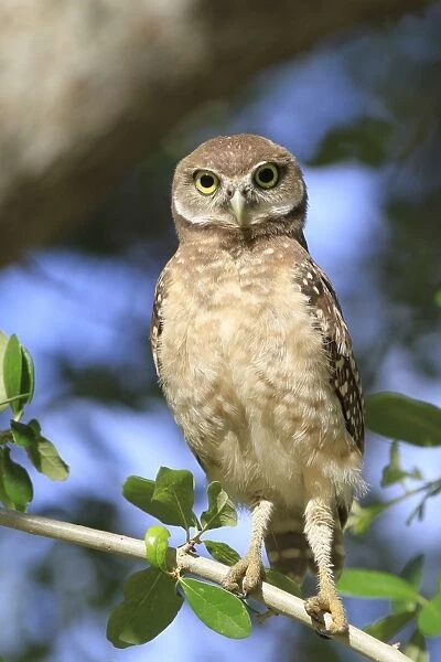 Burrowing Owl (Speotyto cunicularia) chick, perched on Live Oak (Quercus sp. ) twig, Florida, U. S. A