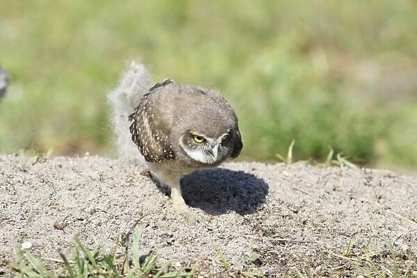 Burrowing Owl (Speotyto cunicularia) chick, scratching up sand, Florida, U. S. A