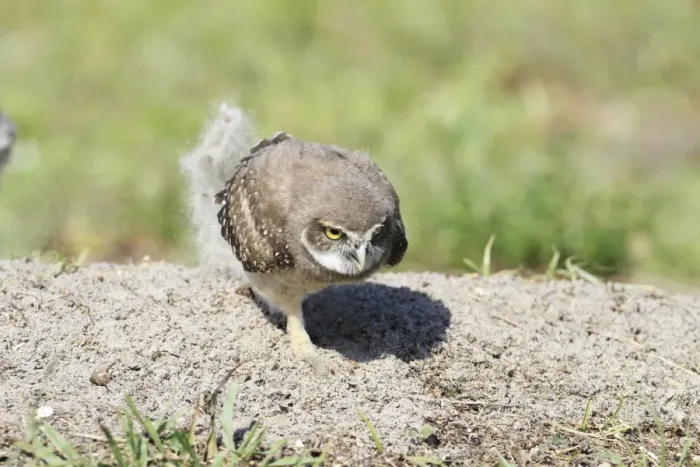 Framed Print : Burrowing Owl (Speotyto cunicularia) chick, scratching up sand, Florida, U. S. A Framed Print : Burrowing Owl (Speotyto cunicularia) chick, scratching up sand, Florida, U. S. A