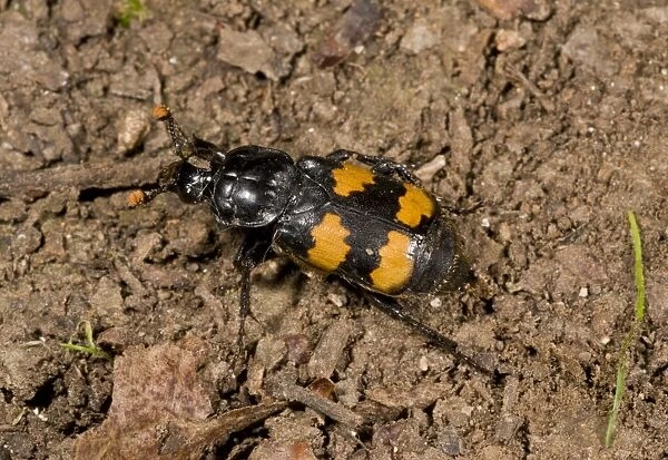 Burying Beetle (Nicrophorus interruptus) adult, on soil, France, August