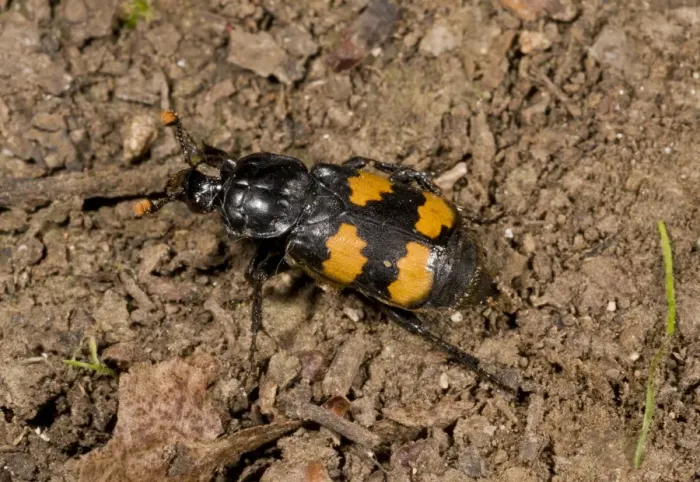 Framed Print : Burying Beetle (Nicrophorus interruptus) adult, on soil, France, August Framed Print : Burying Beetle (Nicrophorus interruptus) adult, on soil, France, August