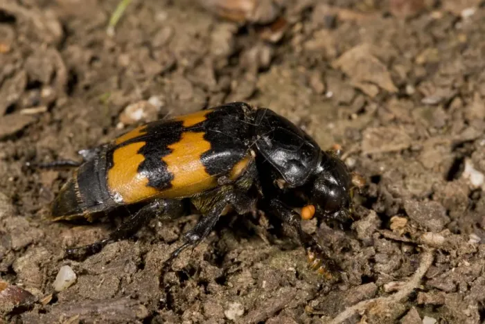 Framed Print : Burying Beetle (Nicrophorus interruptus) adult, on soil, France, August Framed Print : Burying Beetle (Nicrophorus interruptus) adult, on soil, France, August