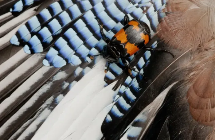 Framed Print : Burying Beetle (Nicrophorus investigator) adult, on dead Eurasian Jay (Garrulus glandarius) wing feathers, England, july Framed Print : Burying Beetle (Nicrophorus investigator) adult, on dead Eurasian Jay (Garrulus glandarius) wing feathers, England, july