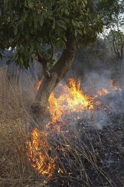 Bush fire with burning grass and tree, Gambia, january