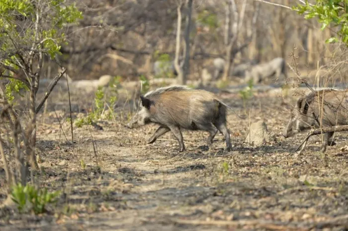 Framed Print : Bushpig (Potamochoerus larvatus) two adults, running through bush, Kafue N. P. Zambia, September Framed Print : Bushpig (Potamochoerus larvatus) two adults, running through bush, Kafue N. P. Zambia, September
