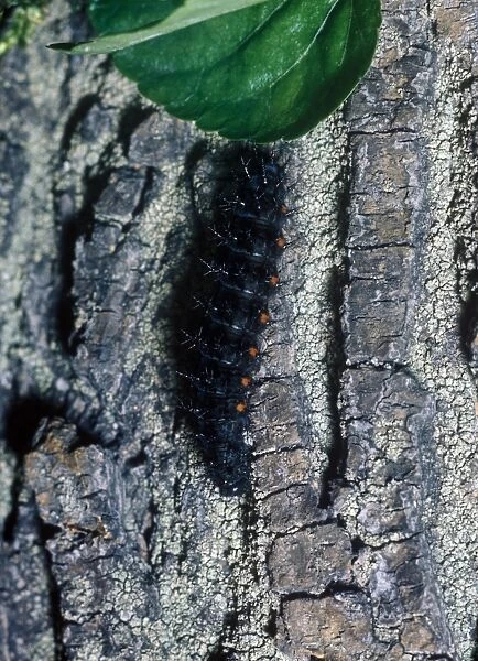 Butterfly-Fritillary Dark Green Larva(Argynnis aglaia) close-up  /  on bark