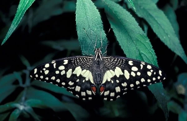 Butterfly Lime Swallowtail (Papilio demoleus) - Asia