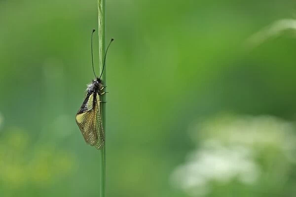 Butterfly-lion (Libelloides coccajus) adult, resting on grass stem, Hautes-Pyrenees, Midi-Pyrenees, France, June