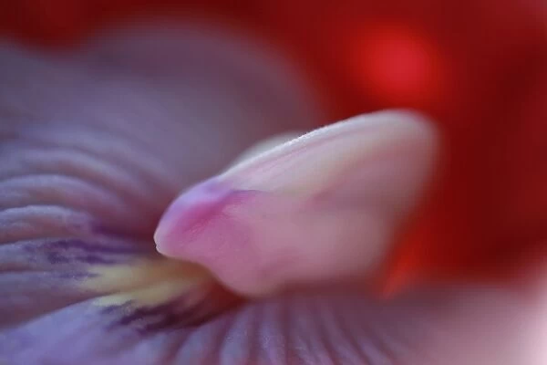 Butterfly Pea (Clitoria ternatea) close-up of flower, Philippines