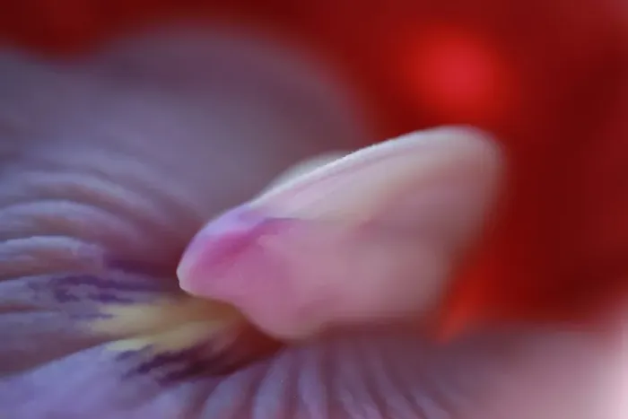 Framed Print : Butterfly Pea (Clitoria ternatea) close-up of flower, Philippines Framed Print : Butterfly Pea (Clitoria ternatea) close-up of flower, Philippines