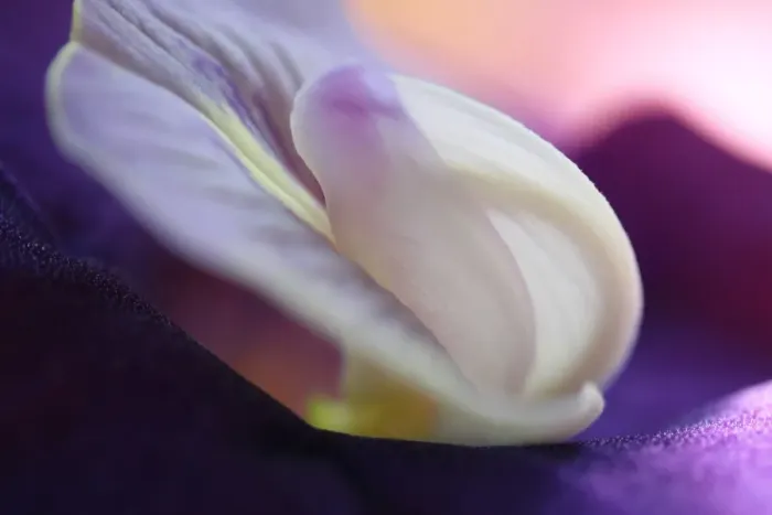 Framed Print : Butterfly Pea (Clitoria ternatea) close-up of flower, Philippines Framed Print : Butterfly Pea (Clitoria ternatea) close-up of flower, Philippines
