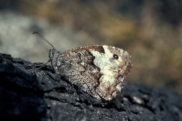 Butterfly - Rock Grayling (Hipparchia alcyone) Settled on tree  /  wings closed