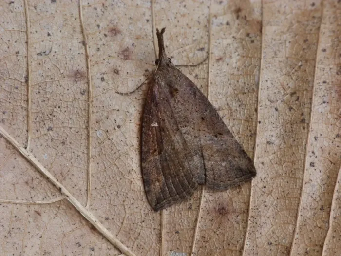Framed Print : Buttoned Snout (Hypena rostralis) adult, resting on leaf litter, Cannobina Valley, Italian Alps, Piedmont Framed Print : Buttoned Snout (Hypena rostralis) adult, resting on leaf litter, Cannobina Valley, Italian Alps, Piedmont