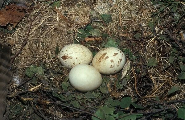Buzzard (Buteo buteo) Eggs