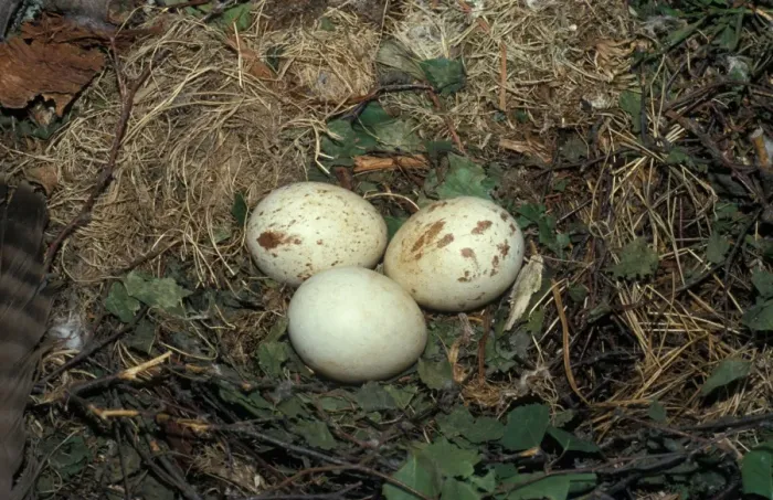 Framed Print : Buzzard (Buteo buteo) Eggs