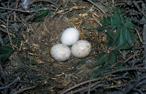 Buzzard (Buteo buteo) Three eggs in nest