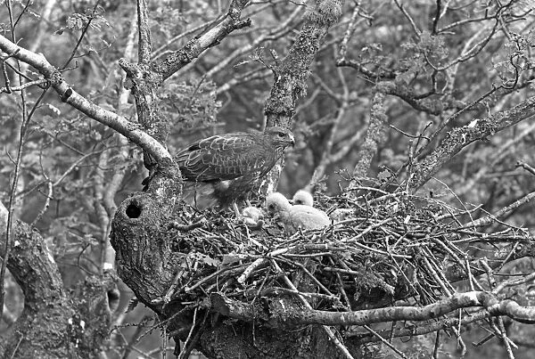 Buzzard at nest with chick who are 21 and 19 days old - Doldowlod, Wales, 1938. TAken by Eric Hosking