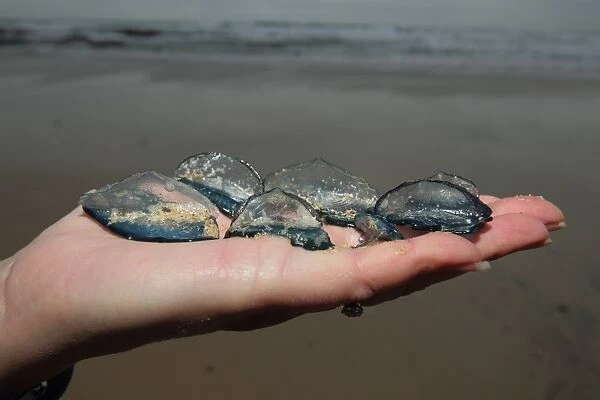 By-the-wind Sailor (Velella velella) group, held in human hand, washed up on beach, Cornwall, England, November