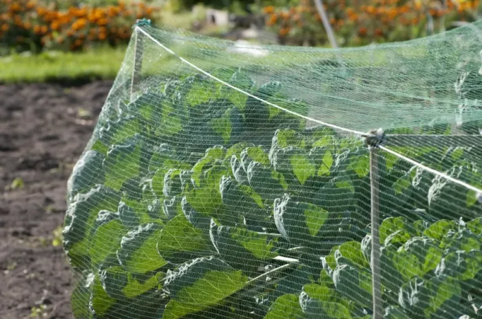 Framed Print : Cabbage (Brassica oleracea) crop, growing under protective netting in allotment garden, Norfolk, England, september Framed Print : Cabbage (Brassica oleracea) crop, growing under protective netting in allotment garden, Norfolk, England, september