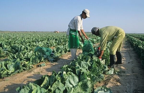 Cabbage (Brassica oleracea) crop, workers harvesting field by hand, Oman