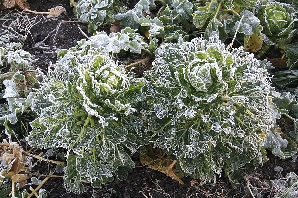 Cabbage (Brassica oleracea) frost covered leaves, damaged by Cabbage White (Pieris sp. ) caterpillars