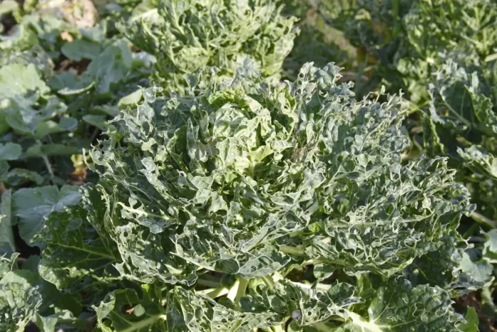 Framed Print : Cabbage (Brassica oleracea) leaves, damaged by Cabbage White (Pieris sp. ) caterpillars, in garden vegetable plot