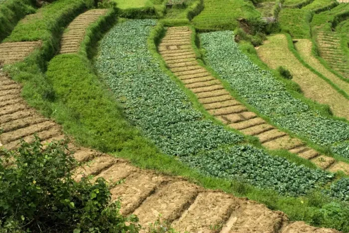 Framed Print : Cabbage (Brassica oleracea var. capitata) crop, growing in terraced cultivation on hillside, Vattavada, Western Ghats Framed Print : Cabbage (Brassica oleracea var. capitata) crop, growing in terraced cultivation on hillside, Vattavada, Western Ghats