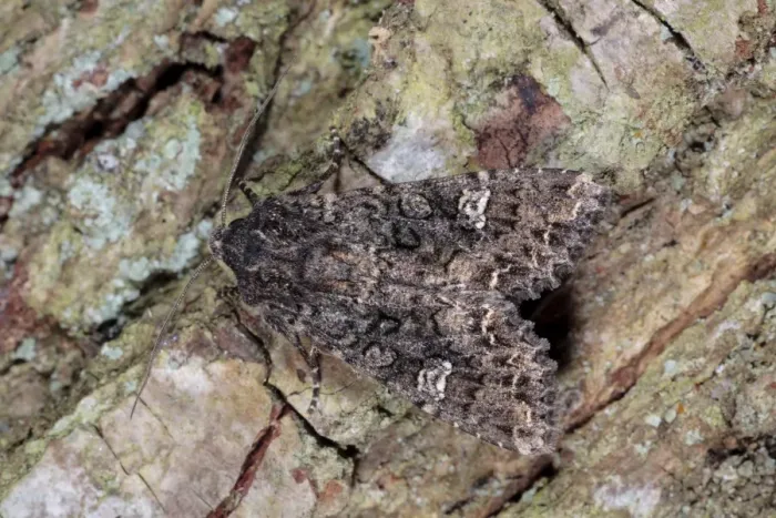 Framed Print : Cabbage Moth (Mamestra brassicae) adult, resting on bark, Powys, Wales, May