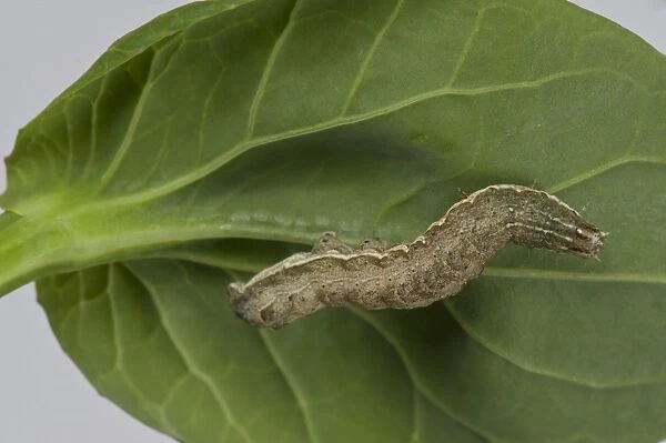 Cabbage Moth, Mamestra brassicae, caterpillar, on a pak choi stem and leaves