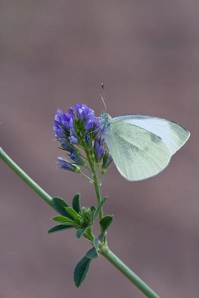 Cabbage or Small White Butterfly - introduced to north America in 1860 it is now a wide spread pest