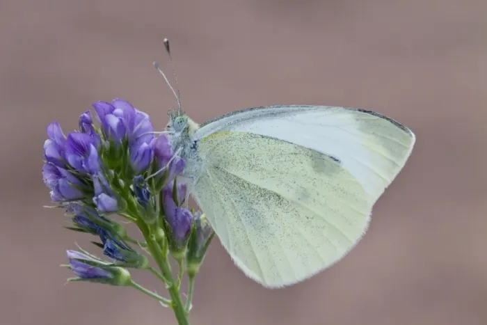 Framed Print : Cabbage or Small White Butterfly - introduced to north America in 1860 it is now a wide spread pest Framed Print : Cabbage or Small White Butterfly - introduced to north America in 1860 it is now a wide spread pest