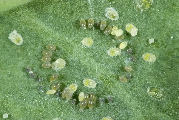 Cabbage whitefly, Aleyrodes proletella, eggs laid in a circle on a cabbage leaf
