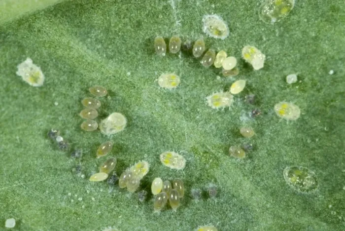 Framed Print : Cabbage whitefly, Aleyrodes proletella, eggs laid in a circle on a cabbage leaf