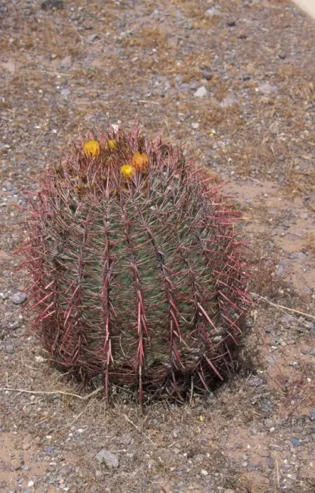 Framed Print : Cacti-Arizona Barrel (Ferocactus wislizenii) In flower