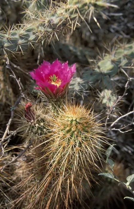 Framed Print : Cacti - Hedgehog Engelmanns (Echinocereus engelmannii) In flower Framed Print : Cacti - Hedgehog Engelmanns (Echinocereus engelmannii) In flower