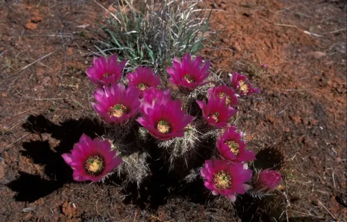 Framed Print : Cacti Hedgehog Strawberry (Echinocereus enneacanthus) Framed Print : Cacti Hedgehog Strawberry (Echinocereus enneacanthus)