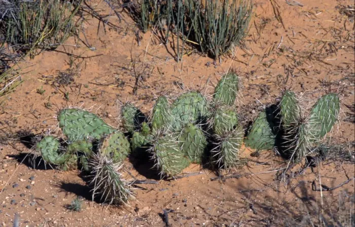 Framed Print : Cacti (Opuntia erinacea) A ground covering cacti Framed Print : Cacti (Opuntia erinacea) A ground covering cacti