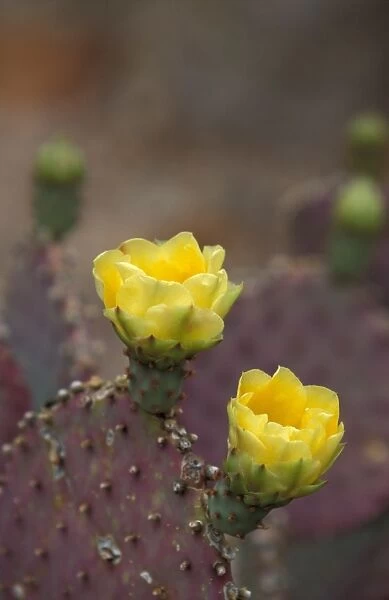 Cacti-Prickly Pear Santa Rita (Opuntia violacea var. santa rita) in flower