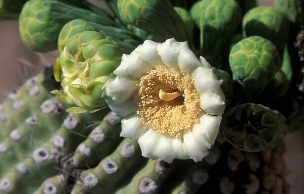 Cacti - Saguaro (Carnegiea gigantea) Close up of flower