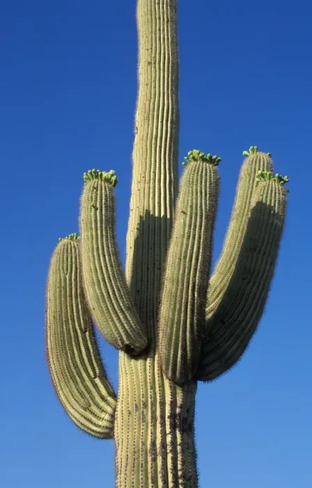 Framed Print : Cacti Saguaro (Carnegiea gigantea) showing typical arm development on mature plants Framed Print : Cacti Saguaro (Carnegiea gigantea) showing typical arm development on mature plants