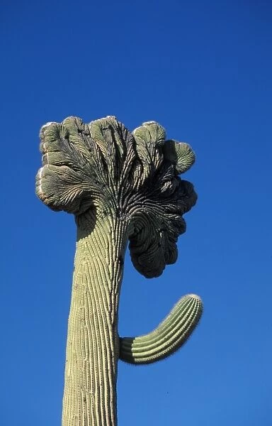 Cacti - Saguaro Cristate (Carnegiea gigantea) With fanlike top