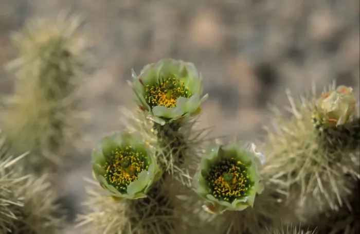 Framed Print : Cacti-Teddybear Cholla (Opuntia bigelovii) In flower Framed Print : Cacti-Teddybear Cholla (Opuntia bigelovii) In flower
