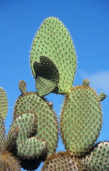 Cactus - Prickly Pear (Opuntia echios) Showing spiny pads - South Plaza, Galapagos
