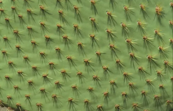 Framed Print : Cactus - Prickly Pear (Opuntia echios) Showing spiny pads - South Plaza, Galapagos Framed Print : Cactus - Prickly Pear (Opuntia echios) Showing spiny pads - South Plaza, Galapagos