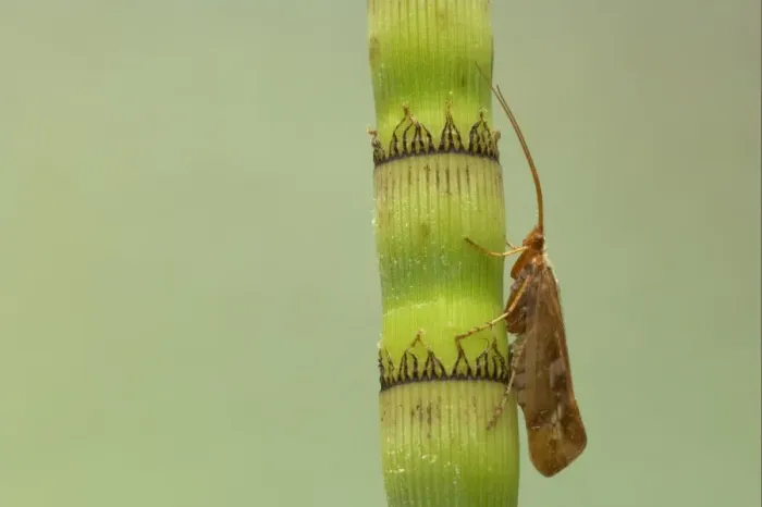 Framed Print : Caddisfly (Trichoptera sp. ) adult, resting on horsetail stem, Essex, England Framed Print : Caddisfly (Trichoptera sp. ) adult, resting on horsetail stem, Essex, England