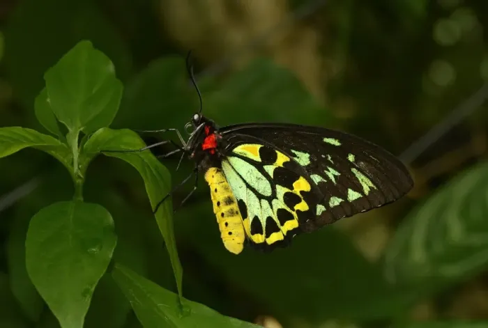 Framed Print : Cairns Birdwing (Ornithoptera euphorion) adult male, resting on leaf, Queensland, Australia, November Framed Print : Cairns Birdwing (Ornithoptera euphorion) adult male, resting on leaf, Queensland, Australia, November
